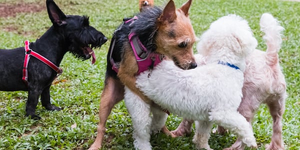 Big dog trying to hump hot sale little dog